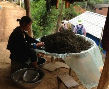 sorting-tea