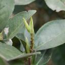 Lapsang Bud