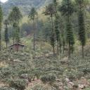 Lapsang Garden