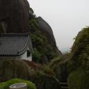 Fuding White Tea