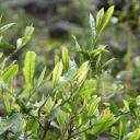 Lapsang Tea Bush