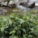 Lapsang Tea Bush by water