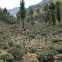 Lapsang Tea Bush 3