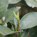 Lapsang Tea Bud
