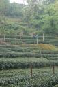 shi feng farm