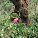 girl picking leaves