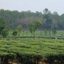 Yunnan