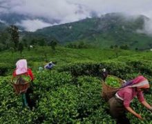 Picture of Assam tea pickers from MakeMyTrip