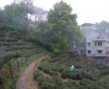 countryside tea garden