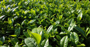 Fine Chinese Tea Leaves