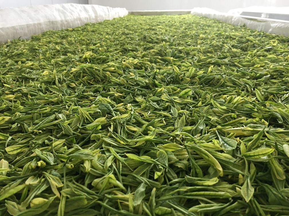 Early Spring Green Tea Market, Costs, and Shipments