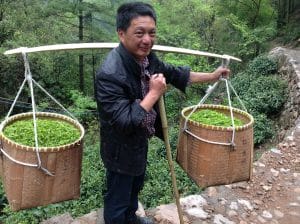 Man helping tea pickers carry fresh tea leaves down the mountain.