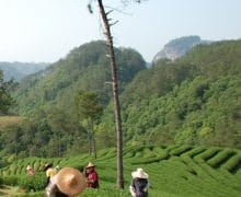 WuYi Shan Harvest inside the Reserve