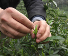 Tea Tours