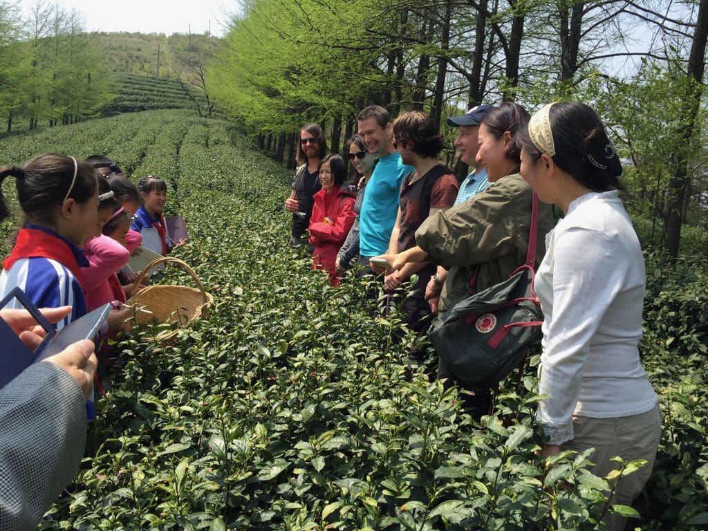 Seven Cups Tea Tour Day 3 Seven Cups Fine Chinese Teas
