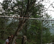 800 year old tea tree