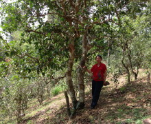 Tea Tree in Jingmai