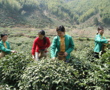 Two young female tea pickers