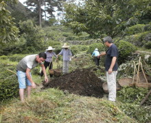 Compost pile being distributed in the tea garden