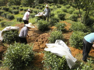 Sawdust heaped besides organic tea bushes to help with weed control