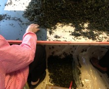 A person seated at a table sorting a large pile of finished dark wulong tea leaves.