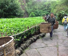 Tea Pickers carrying fresh leaves back to the factory.