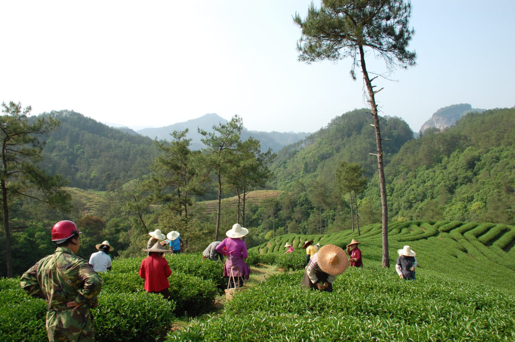 People harvesting Shui Jin Gui (Golden Water Turtle) wulong tea in the rows of tea bushes on the gently sloping mountaintops of Wuyishan. One tall tree springs from among the rows.
