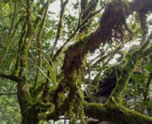 Strands of moss dangling from a long gnarled branch.