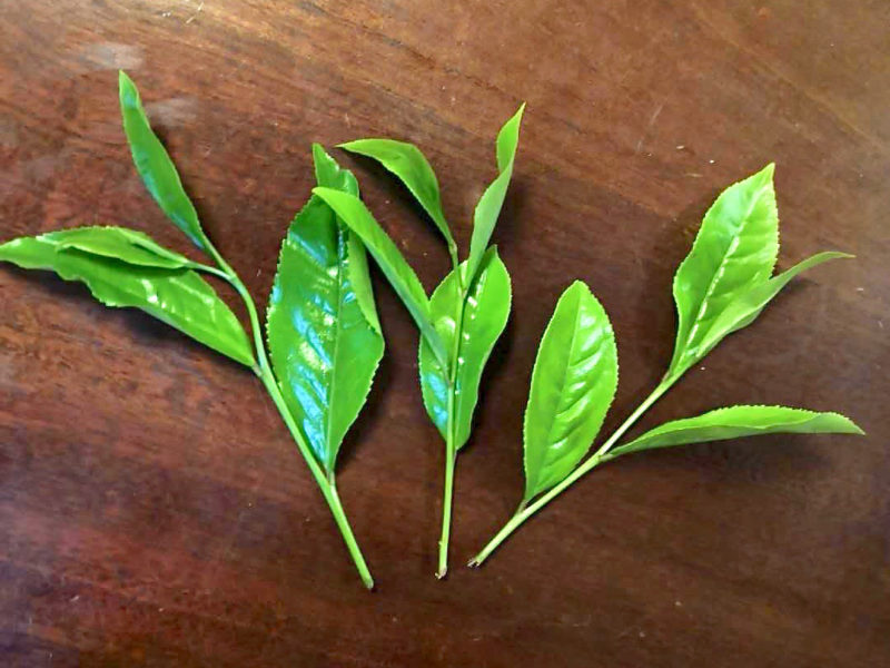 Close view of three sprigs of fresh plucked tea each with 4 leaves on the tip of a branch.