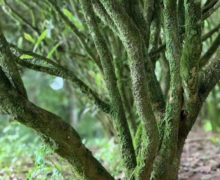 This Laocong Shuixian bush