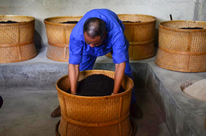 A man leaning over a large woven basket to stir the large pile of leaves inside with both hands. Several other baskets surround him.