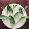 Three fresh sprigs of Rou Gui rock wulong.