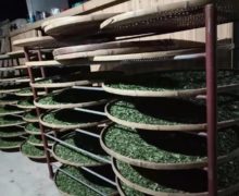 Vertical racks of round bamboo trays spread with thin layers of wither Laocong Shuixian (Old Bush Narcissus) tea leaves.