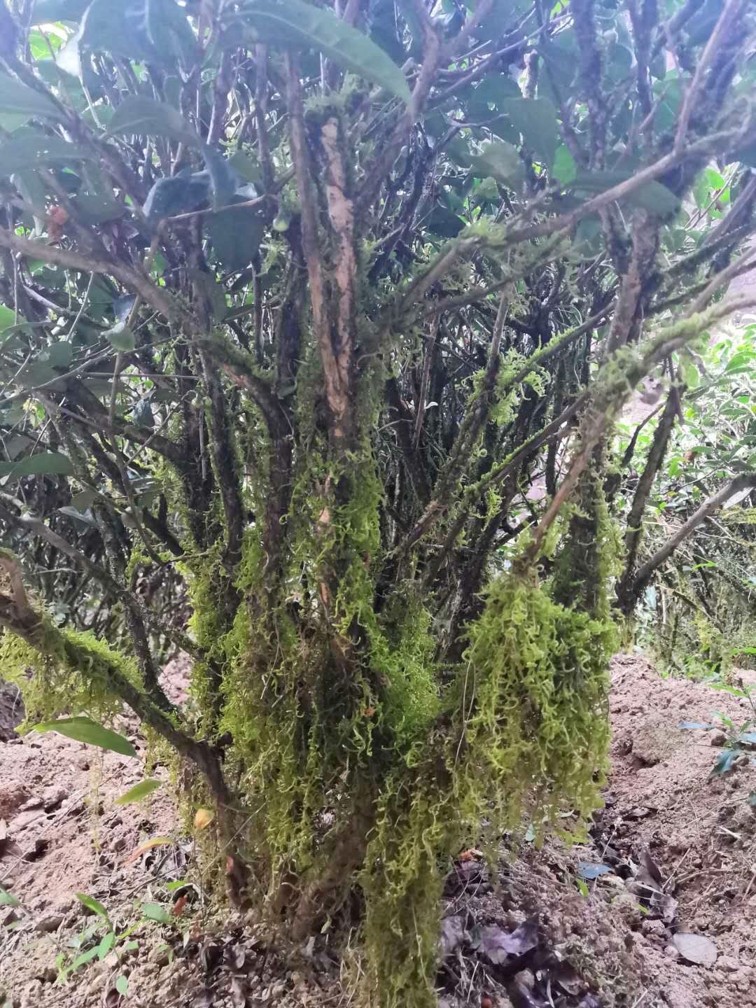 Moss dangling off the lower branches of a Laocong Shuixian wulong bush.
