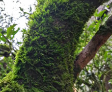 Close-up of thin short tendrils of moss growing on the branch of an old tea plant.