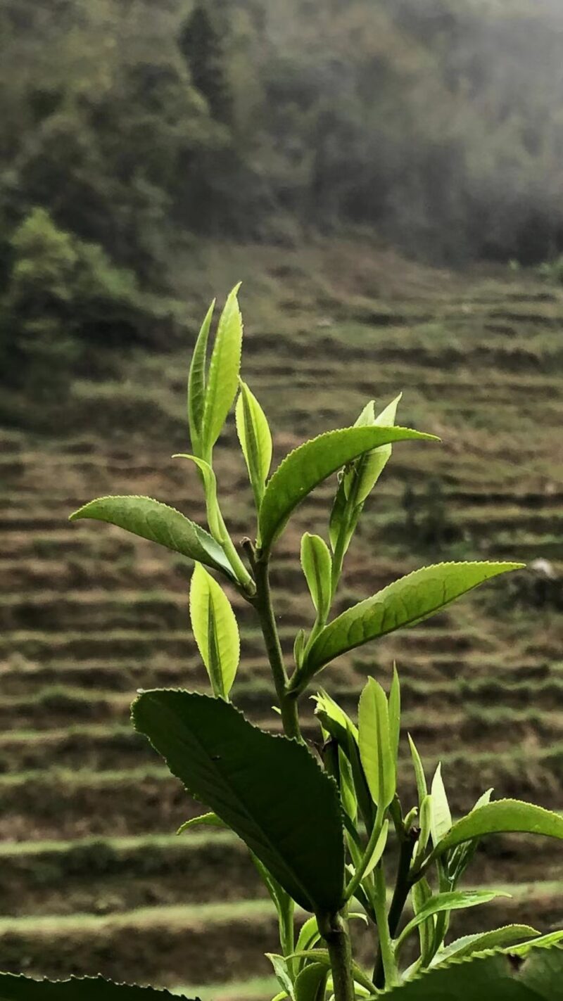 Daxueshan (Snow Mountain) 2023 - Image 4