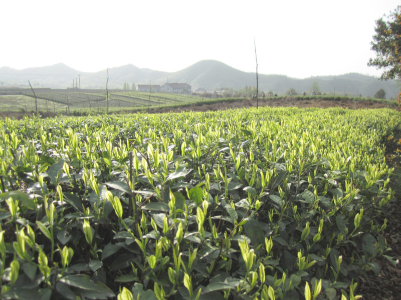 A field of Anji Baicha tea bushes, with their bright young leaves catching the light.