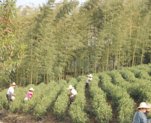 Tea pickers among rows of bushes in an Anji Baicha tea garden framed by bamboo forest.