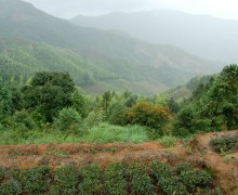 Tea garden in the foreground with low misty green mountains in the background.
