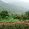 Tea garden in the foreground with low misty green mountains in the background.