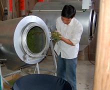 A person examining a handful of leaves removed from the cylindrical fryer next to him.