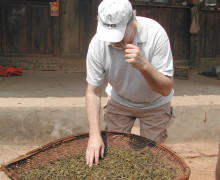 Checking the quality of the sun dried puer tea mao cha.