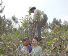 Zhuping and a tea picker, behind them another tea picker is on top of the tea tree plucking the best leaves from the top of the tea tree.