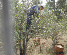 A puer tea picker climbing a tea tree to pick the top leaves.