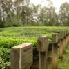 Rows of tea bushes in a Dian Hong Gong Fu tea garden surrounded by tall trees, with each row labeled with a marker.