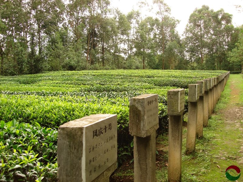 Rows of tea bushes in a Dian Hong Gong Fu tea garden surrounded by tall trees, with each row labeled with a marker.