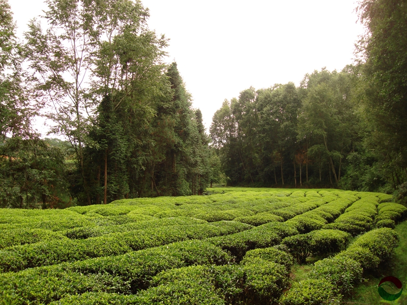 Dian Hong Gong Fu tea garden surrounded by many tall trees.