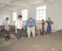 A pile of fermenting puer tea sitting in a large pile in the tea factory.