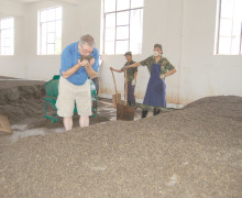 Three men stand in front of a large pile of shu puer tea during its fermentation process.