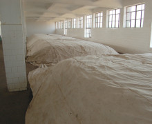 A large pile of fermenting mao cha tea leaves covered with a cotton cloth inside the tea factory.